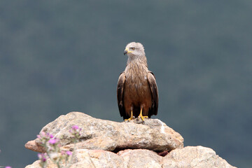 Black kite with the last lights of day