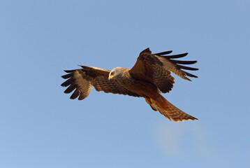 Red kite flying with the first light of dawn on a cold and sunny winter day