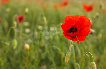 Obraz premium Beautiful red poppy flower growing in field, closeup