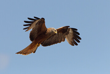 Red Kite flying, Milvus milvus