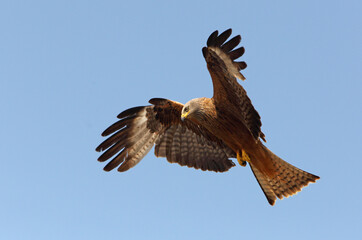 Black kite photographed in the early morning among purple flowers