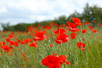 Beautiful red poppy flowers growing in field