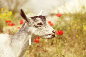 Cute grey goatling in field on sunny day. Animal husbandry