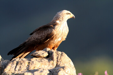 Red Kite among purple flowers in the early hours of the day