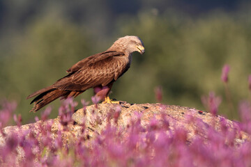 Black kite photographed in the early morning among purple flowers