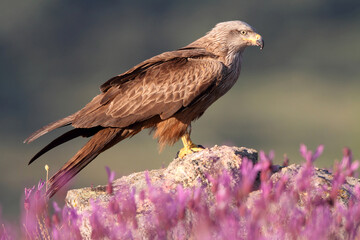 Black kite photographed in the early morning among purple flowers