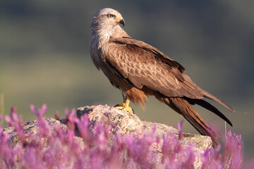 Black kite with the last lights of day