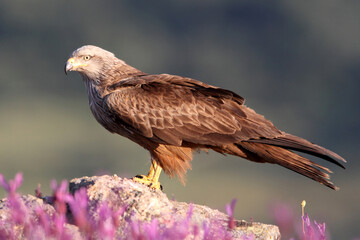 Black kite photographed in the early morning among purple flowers