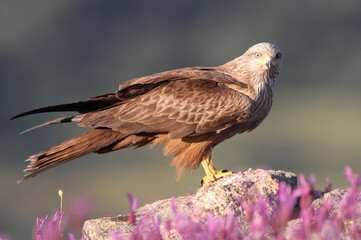 Black kite photographed in the early morning among purple flowers