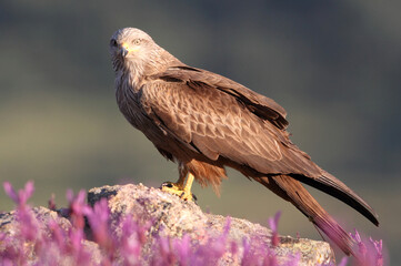 Black kite with the last lights of day