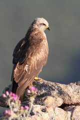 Black kite with the last lights of day