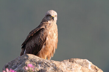 Black kite photographed in the early morning among purple flowers