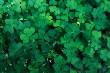 Beautiful clover leaves outdoors, top view. St. Patrick's Day symbol