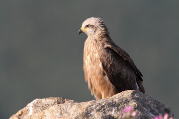 Black kite with the last lights of day