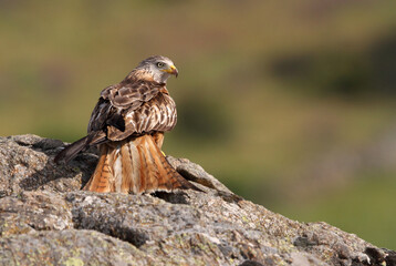 Red kite photographed in the early morning among purple flowers, MIlvus milvus