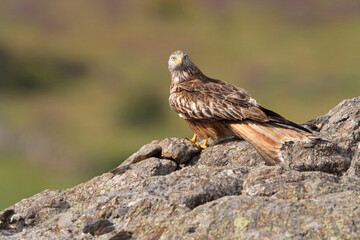 Red kite photographed in the early morning among purple flowers, MIlvus milvus