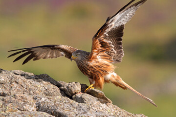 Red kite photographed in the early morning among purple flowers, MIlvus milvus