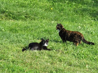 Two kittens play on the lawn in front of the house