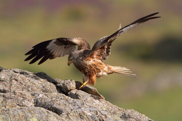 Red Kite with the first light of dawn