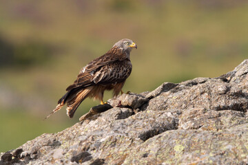 Red kite photographed in the early morning among purple flowers, MIlvus milvus