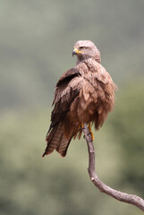 Black kite early morning among purple flowers, Milvus migrans