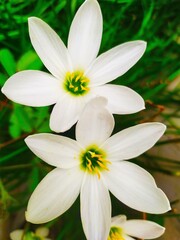 Zephyranthes candida, with common names that include autumn zephyrlily, white windflower and Peruvian swamp lily.