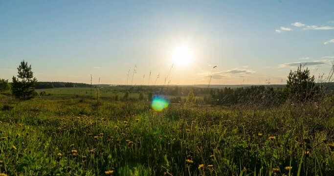 Spring field. Dandelion field, sunset light, spring, freedom. Yellow flowers, green grass. Camera movement to the right, time lapse, 4k