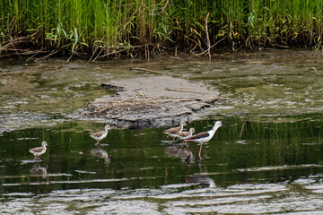 野鳥の親子　　セイタカシギ