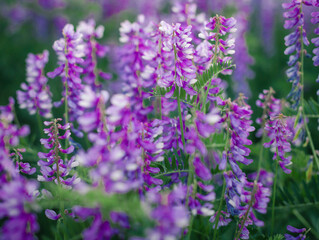 Fototapeta premium meadow flowers