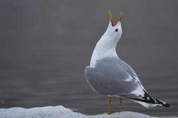 A Mew Gull sits on the shore of the Alaskan coastline in early spring. 