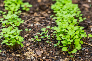 Organic salad seedlings or sapling lettuce in vegetable garden