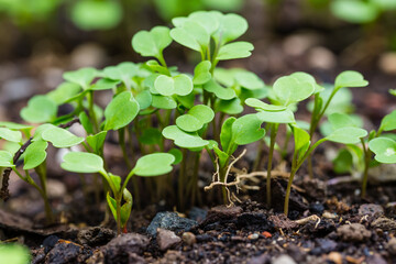 Organic salad seedlings or sapling lettuce in vegetable garden