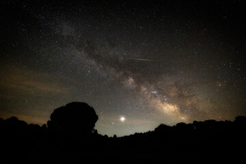 Milky way over a pine forest. Granadilla. Spain.