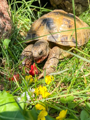 Landschildkröte beim Fressen im Garten