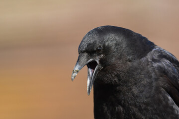 A Northwestern Crow calls from a perch along the Alaskan coastline.