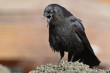 A Northwestern Crow calls from a perch along the Alaskan coastline.