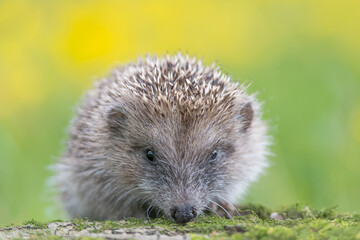 Face to face with the Hedgehog (Erinaceus europaeus)