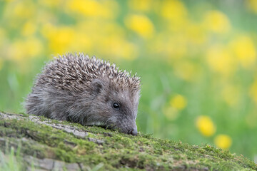 The Hedgehog wrapped by flowers (Erinaceus europaeus)