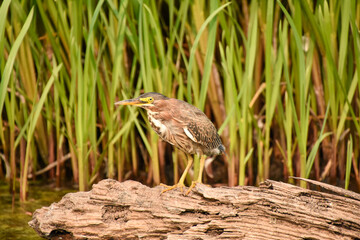 Green heron perching on the log.     Vancouver, BC, Canada
