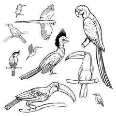 Hand drawn tropical birds on white background. Vector sketch illustration