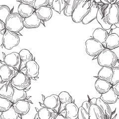 Vector background with hand drawn cotton plant. Sketch illustration