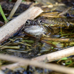 frog in the pond during spawning