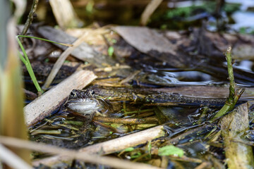 frog in the pond during spawning