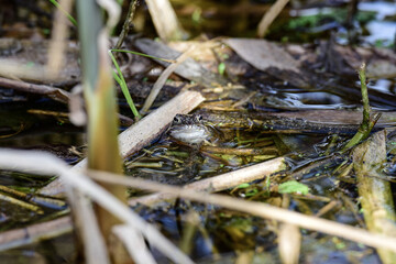 frog in the pond during spawning