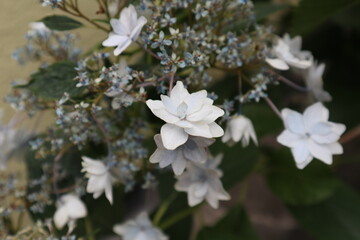 紫陽花
