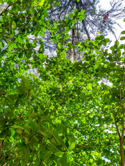 green leaves in the forest