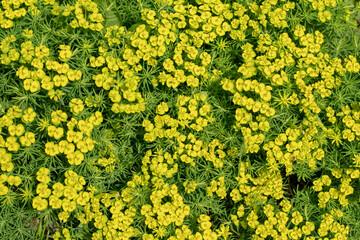 Spring flower background. A bed of flowering spurge cypress yellow flowers.