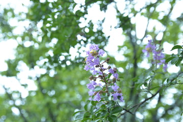 梅雨の雨に濡れる花