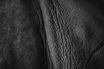 Closeup body skin of rhino. Texture skin rhino.