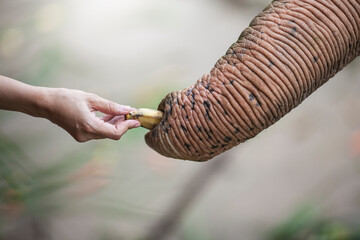People share banana by hand to elephant trunk.